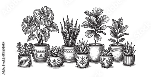 various succulent plants and cacti in decorative ceramic pots.