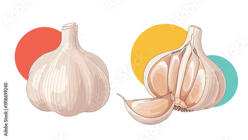 Two whole heads of garlic and one single clove arranged with red, yellow, and blue circles on a white background.
