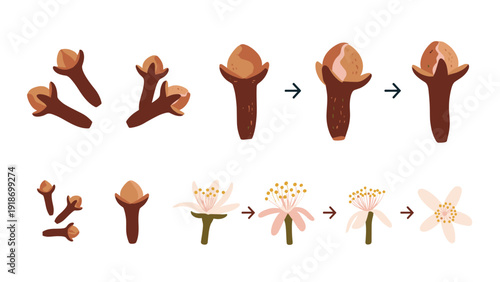 Illustration showing the different stages of clove development from fresh flowers to the dried spice commonly used in cooking.