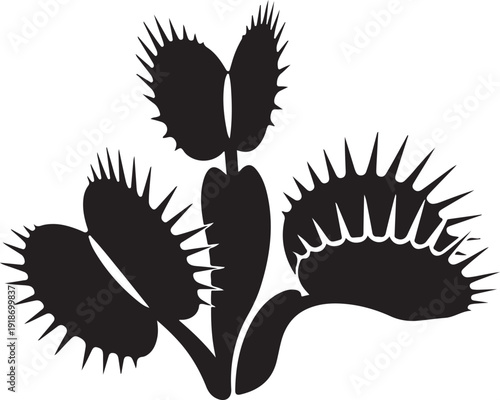 Venus flytrap plant with spiky leaves and stems on white background  carnivorous plant