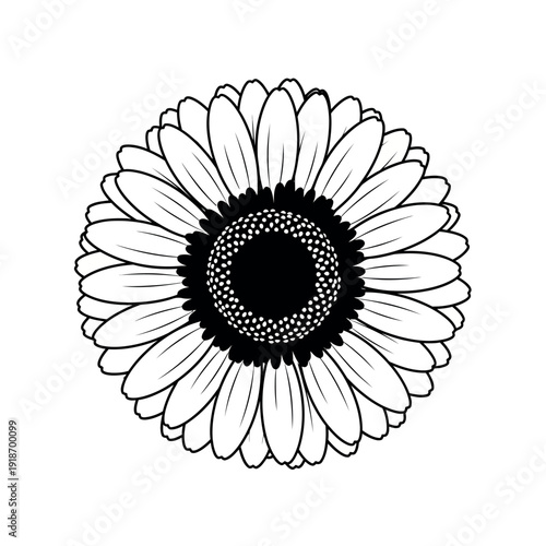 Black and white sunflower illustration.
