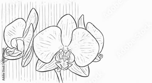 Orchid Flowers Line Drawing Illustration.