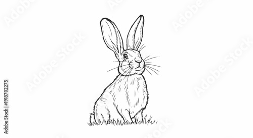 Simple Line Drawing of a Rabbit.