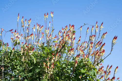 Beautiful Firecracker Vine (Ipomoea lobata) flowers.