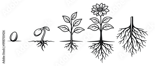 Line art plant growth set featuring seed, sprout, seedling, flowering plant, and roots for educational and scientific concepts