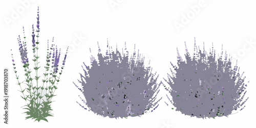 Abstract illustration of lavender plants in varying shades of purple
