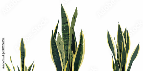 A cluster of vibrant snake plants with yellow edged leaves