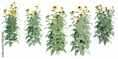 A collection of tall sunflowers with green stems and yellow blooms