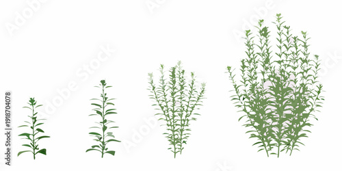 Illustration depicting the progressive growth stages of a leafy green plant