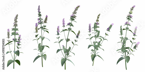 A collection of vibrant purple lavender flowers on slender green stems