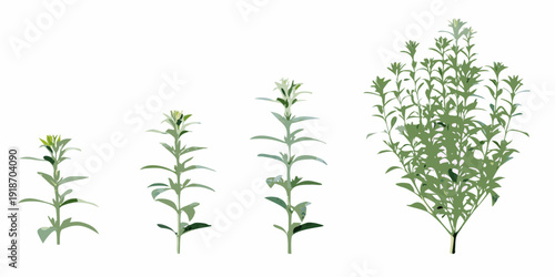 Illustration depicting the progressive stages of plant growth and development