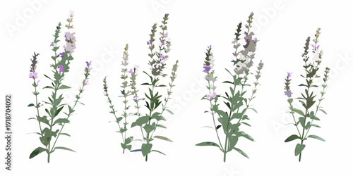 A collection of delicate purple and white wildflower stems and leaves