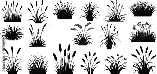 Wild grass and wetland plant silhouette collection on white background, black cattails and garden reeds isolated, nature design elements for borders,