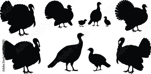 Wild turkey silhouette collection on white background, group of farm birds isolated, Thanksgiving and nature design elements for autumn projects,