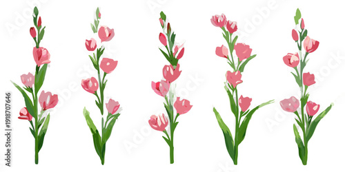 A collection of vibrant pink gladiolus flowers against a black background