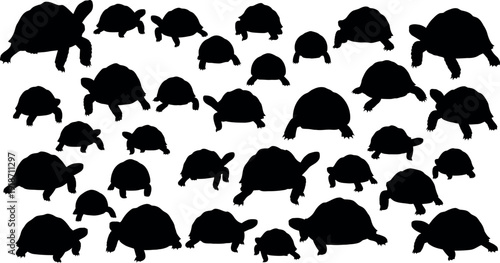 Collection of diverse turtle silhouettes on white background