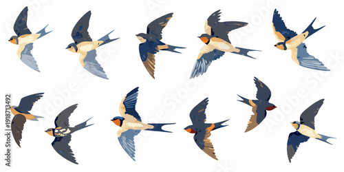 A collection of swallows in various flight poses against white