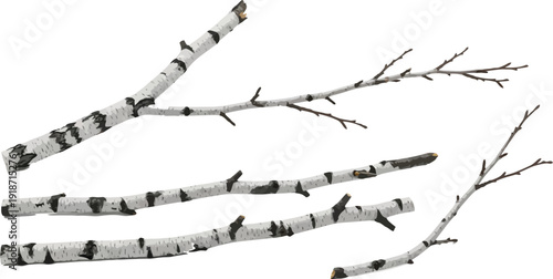 Several pieces of white birch tree branches with dark markings are isolated on a clean white background for nature design.