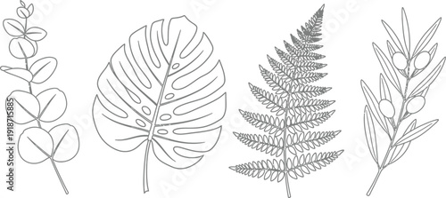 Four detailed botanical line drawings showing eucalyptus, monstera, fern, and olive branches arranged horizontally.