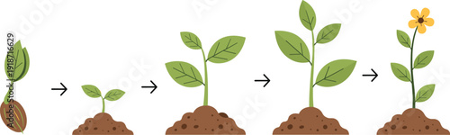 Plant growth stages illustration, seed to flowering plant with arrows showing life cycle progression, educational biology artwork, flat vector illustration