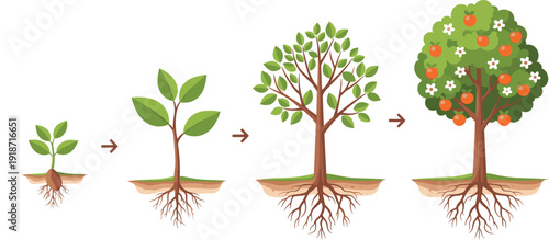 Plant growth stages illustration, seedling to mature fruit-bearing tree with arrows showing life cycle progression, educational biology artwork, flat vector illustration