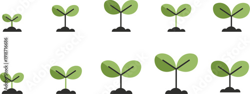 Plant seedling growth stages illustration, progressive development from sprout to mature leaves, educational biology artwork, farming nature theme, flat vector illustration