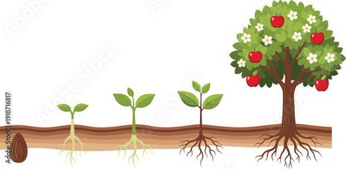 Apple tree growth stages illustration, plant life cycle from seed to mature fruit-bearing tree, educational biology artwork, flat vector illustration