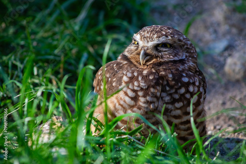 burrowing owl sitting in grass, close up