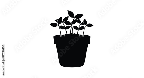 Black silhouette of several young plants growing in a flowerpot