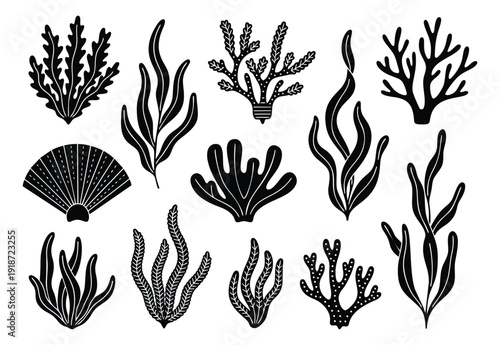 Hand drawn graphic ocean elements set featuring various seaweed, coral, and a seashell for marine design