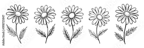 Daisy flowers sketch set with five hand drawn botanical blooms, black ink line art, isolated wildflower elements for spring garden design, tattoo, decor, and branding