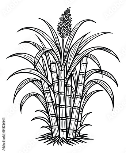 Hand drawn line art illustration of a sugarcane plant depicting natural growth for food production and agriculture