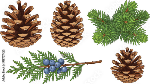 Assorted brown pine cones and green coniferous branches with small blue berries are presented against a plain background.