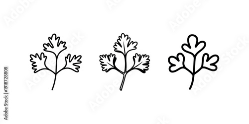 Three minimalist illustrations of a parsley herb leaf with varying styles showing delicate details and simple outline representations