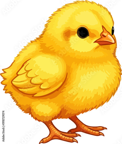 Cute yellow chick standing alone looking sideways soft feathers bright orange beak and legs white background