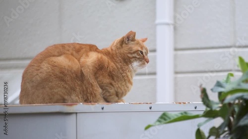 倉庫の上から降りて立ち去る野良猫
