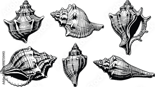 Conch Shells Isolated on Transparent Background