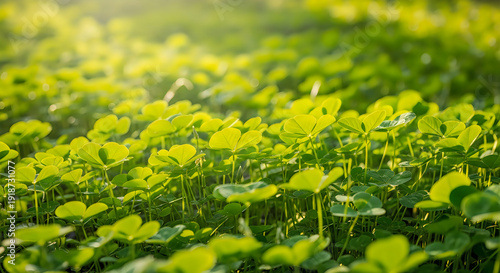 Lush green clover field on a sunny day