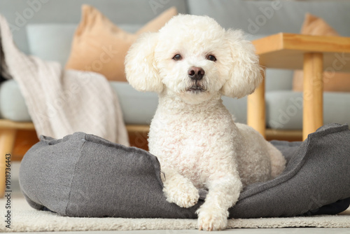 Cute poodle dog lying in pe...