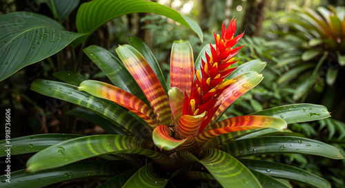 A close-up of a tropical bromeliad plant in a forest showing patterned leaves and a bright red flower spike
