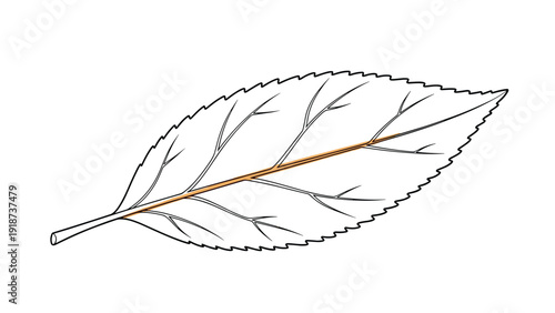 Simple leaf illustration shows realistic veins and an orange central stem using clean line art on a plain white background surface.