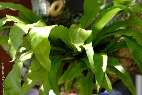 Bird nest fern. Asplenium nidus is an epiphytic species of fern in the family Aspleniaceae, native to tropical southeastern Asia, eastern Australia, Hawaii.