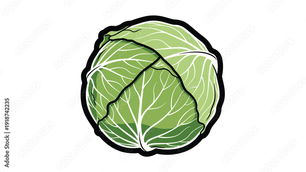 Obraz premium Fresh whole green cabbage with detailed leaf textures and thick black outlines, suitable for grocery, nutrition, and healthy eating designs.