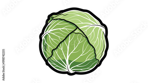 Fresh whole green cabbage with detailed leaf textures and thick black outlines, suitable for grocery, nutrition, and healthy eating designs.