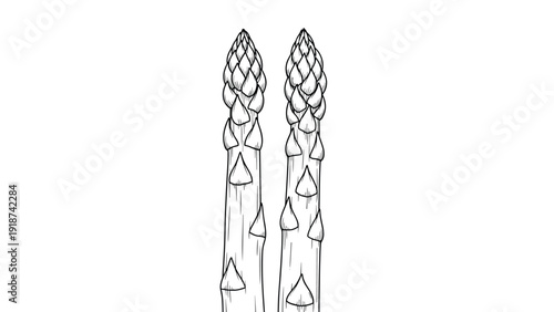 Two stalks of asparagus are shown in a black and white detailed line drawing with distinct spear-like tips against a white background.