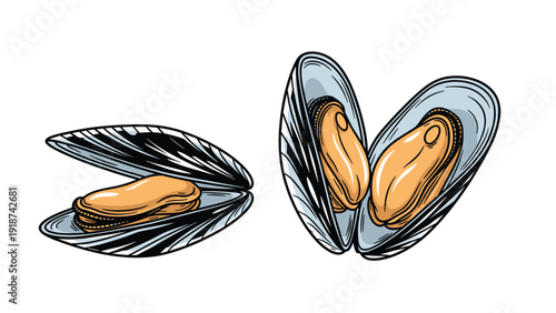 Detailed illustration of fresh mussels in black shells with one open and one half-open showing the tender orange meat inside each one.