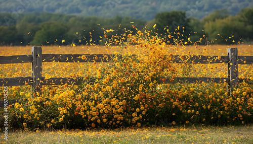 Field of yellow wildflowers in windy day