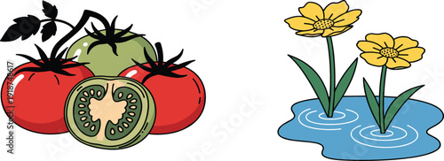Fresh Tomato Vegetable Illustration and Yellow Water Flowers Vector Set Featuring Organic Food and Nature Botanical Elements