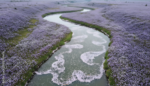 Winding river through purple flower fields