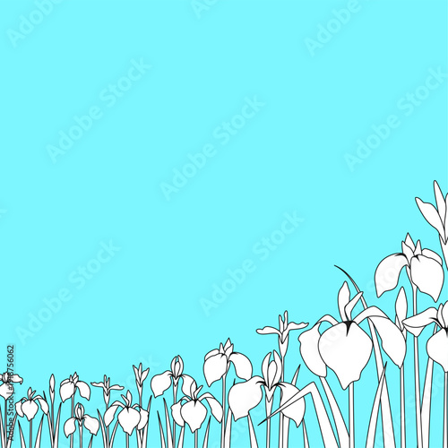 花菖蒲が咲く風景　右側から見た遠近感のある構図　スクエア正方形